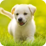 Logo of Puppy Wallpapers 4K android Application 